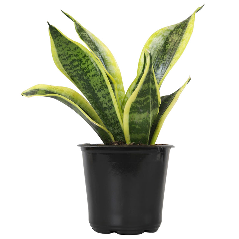 Altman Plants Live Snake Plant (Superba), Approx. 13" Tall, Virtually Indestructible, Easy Succulent Houseplant, 4 in Pot Sansevieria Superba
