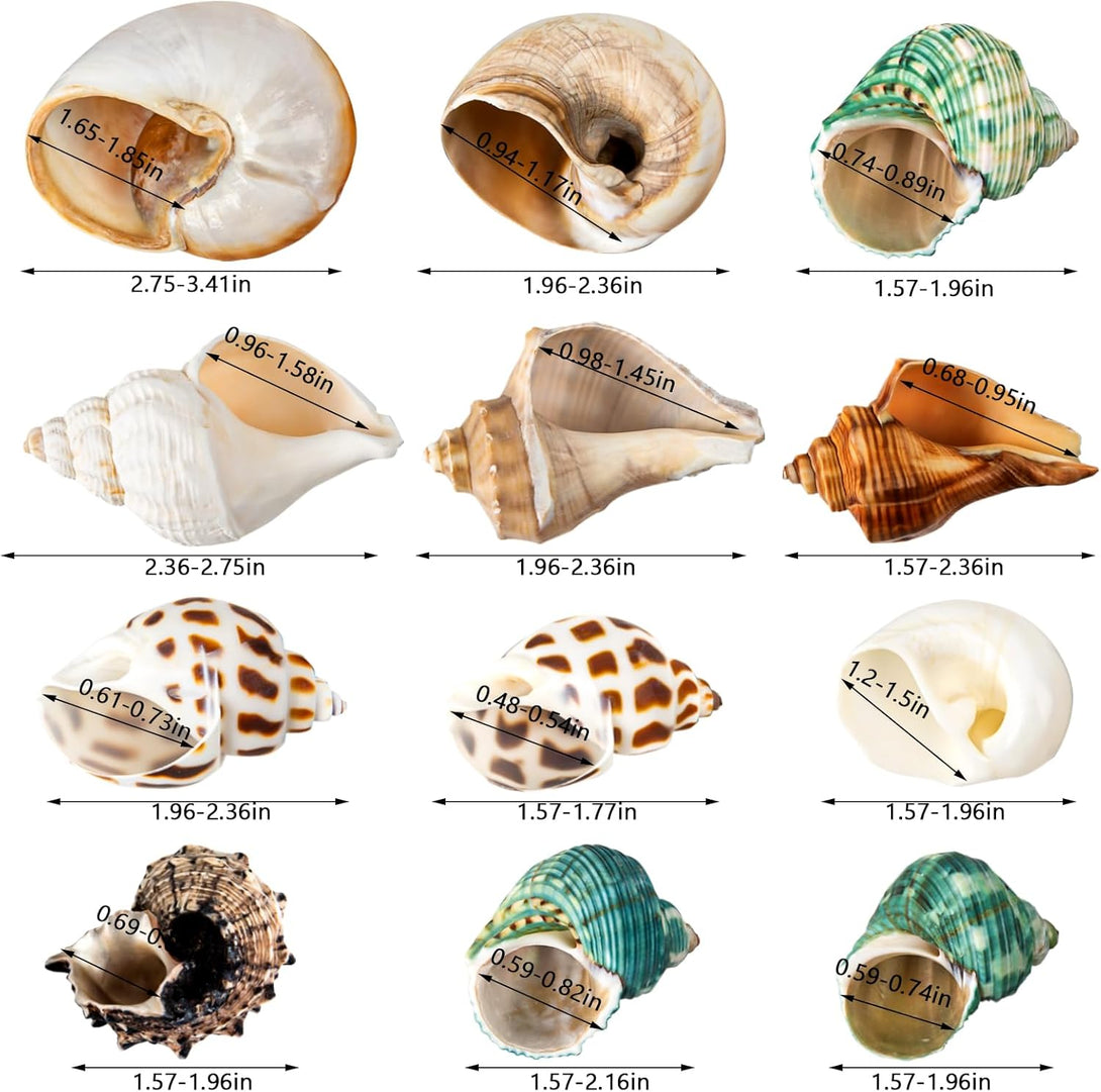 12PCS Hermit Crab Shells | Natural Sea Conch Size 1.6"-3.2" | Growth Turbo for Small to Medium and Large Crabs, Saltwater Hermit Crab Supplies and Sea Shell for Beach Decor