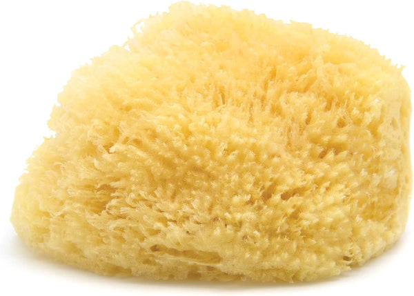 Neptune Caribbean Sea Sponge, Extra Extra Large, Approx. 8-9 Inches