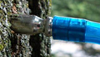 Stainless Steel Maple Taps, Sap Spiles, 5-PACK Lifetime Spouts for Tubing