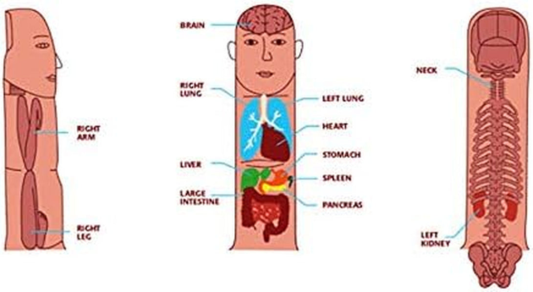 Aci Acupressure Reflexology Magnetic Pyramidal Therapy Power Pain Relief Energy Foot Health Mat Set of 1 + Sujok Rings Set of 5 L X W X H – 30 X 30 X 7 Cm Yellow Mat
