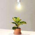 3 Pack Full Spectrum Grow Light Bulbs,A19 Grow Lights for Indoor Plants,Dimmable E26 9W Grow Bulb Replace up to 100W,Plant Lights for Indoor
