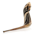 Holy Voice Kosher Ram Shofar Horn from Israel 14"-16" Traditional Half Polished, Holy Land Ancient Jewish Musical Instrument, Smooth Mouthpiece
