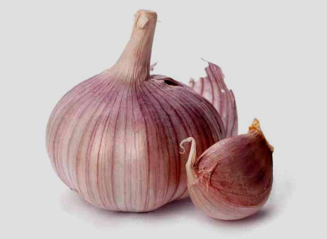 Garlic Bulb (3 Pack), Fresh Siberian HARDNECK Garlic Bulb for Planting and Growing Your OWN Garlic or Eating
