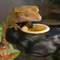 Pangea Small 0.5oz Paper Gecko Food & Water Cups, 100 ct.