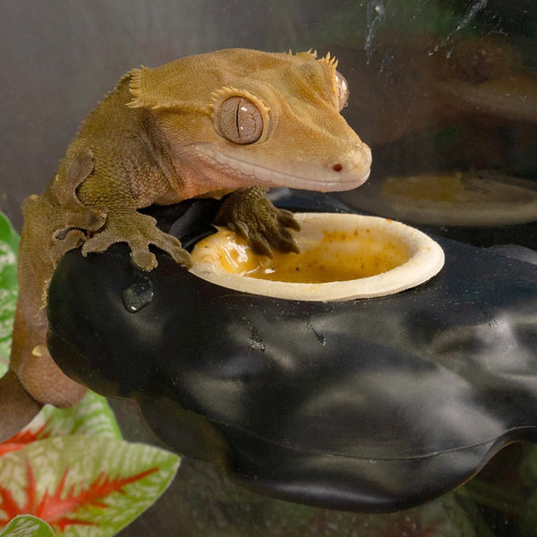 Pangea Small 0.5oz Paper Gecko Food & Water Cups, 100 ct.