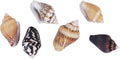 2000 PCS Tiny Mini Small Sea Shells for Crafting Spiral Conch Shells for Crafts Charms for Home Decorations Candle Decor DIY Fish Tank and Beach