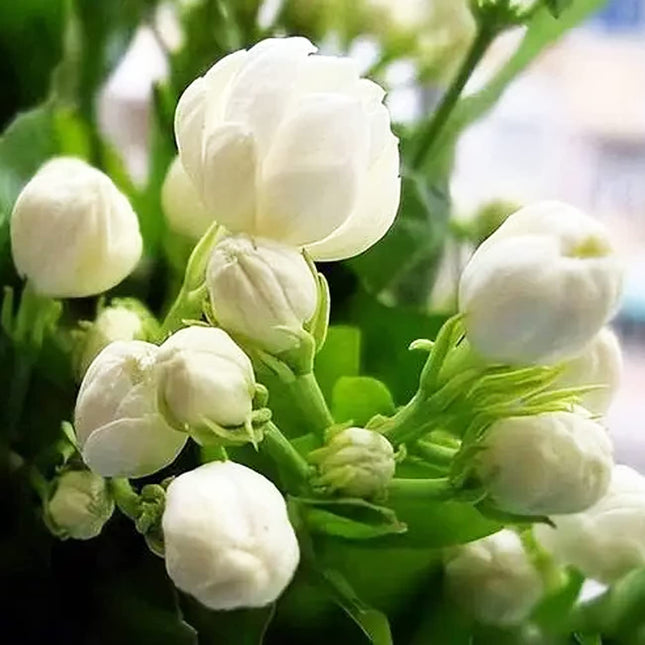 100+ Climbing Jasmine Flower Seeds Fragrant Plant for Planting Garden Home Four Seasons Evergreen Silver Jasmine Garden Balcony Climbing Flower