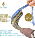 Holy Voice Kosher Ram Shofar Horn from Israel 14"-16" Traditional Half Polished, Holy Land Ancient Jewish Musical Instrument, Smooth Mouthpiece