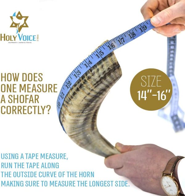Holy Voice Kosher Ram Shofar Horn from Israel 14"-16" Traditional Half Polished, Holy Land Ancient Jewish Musical Instrument, Smooth Mouthpiece