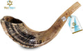 Holy Voice Kosher Ram Shofar Horn from Israel 14"-16" Traditional Half Polished, Holy Land Ancient Jewish Musical Instrument, Smooth Mouthpiece