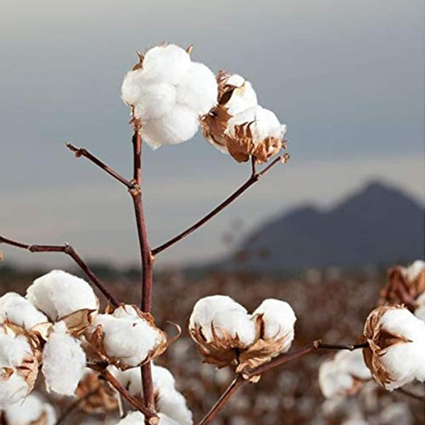 Organyc 100% Organic Cotton Rounds - Biodegradable Cotton, Chemical Free, for Sensitive Skin (70 Count) - Daily Cosmetics. Beauty and Personal Care