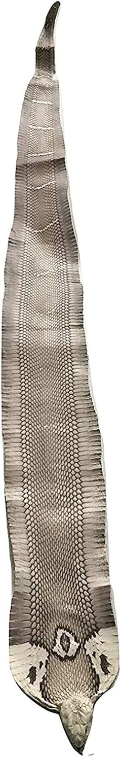 Cobra Snake Skin Snake Leather Hide Splitting Snakeskin with Head Cobra Taxidermy Real Snake Hide Natural 55 Length X5.5 Width Inches One Piece
