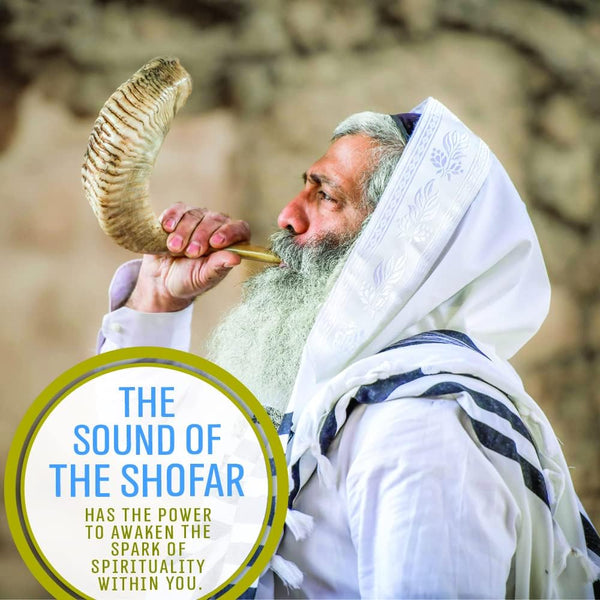 Holy Voice Kosher Ram Shofar Horn from Israel 14"-16" Traditional Half Polished, Holy Land Ancient Jewish Musical Instrument, Smooth Mouthpiece