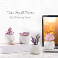 CADNLY Fake Succulent Plant Set - Artificial Desk Plants for Women Desk - Realistic Faux Succulents in Ceramic Pots - Mini Purple Decor for