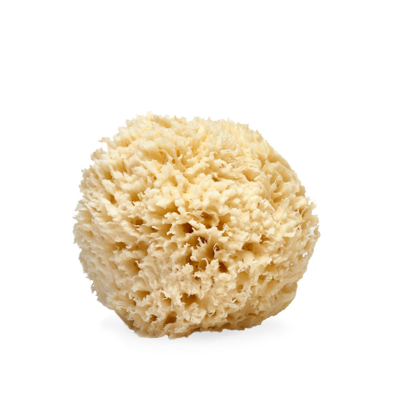 LATHER - Natural Sea Wool Sponge, 4-5" - Organic Exfoliating Body Scrubber - Soft, Gentle Cleansing - Hypoallergenic - All Skin Types - Florida