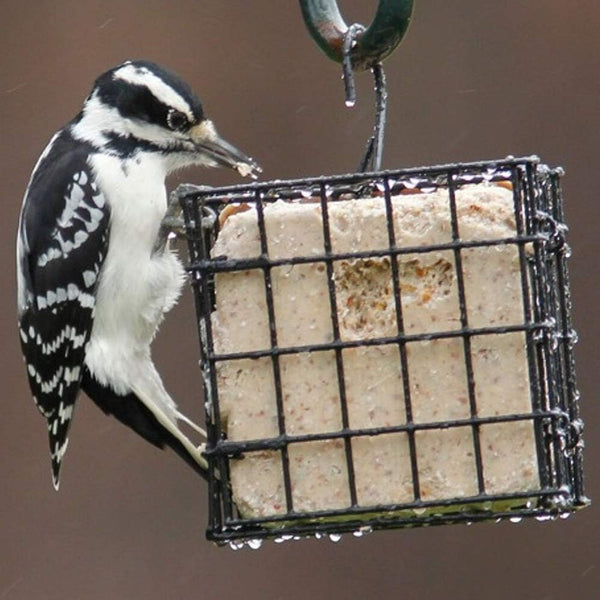More Birds Suet Cage Bird Feeder, Fruit and Suet Feeder, Single Cake Capacity ,Black Black Single Cake Suet Cage