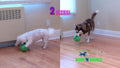 MISTIC COOL Bark N Bounce: The Interactive Dog Toy Ball that Bounces and Laughs, Engaging Your Dog's Natural Instincts | Small/Medium 3.75in |
