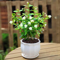 100+ Climbing Jasmine Flower Seeds Fragrant Plant for Planting Garden Home Four Seasons Evergreen Silver Jasmine Garden Balcony Climbing Flower