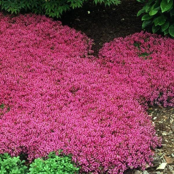 20000+ Red Creeping Thyme Seeds Ground Cover Plant Seeds Perennial- Non-Gmo Heirloom Flower Creeping Thyme Seeds for Pla