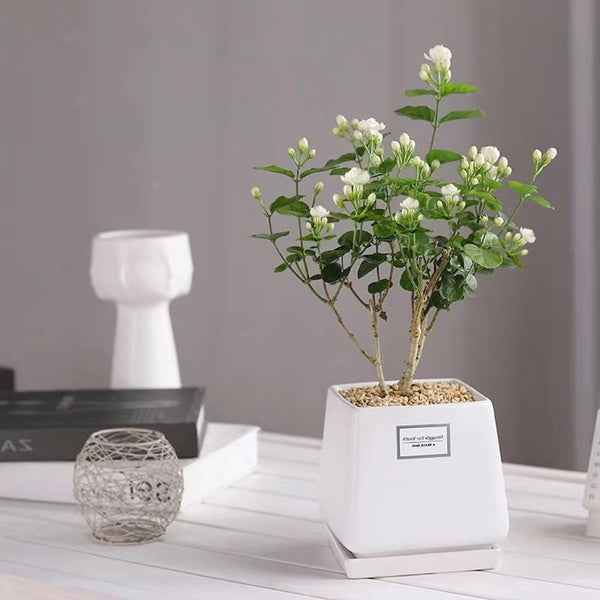 100+ Climbing Jasmine Flower Seeds Fragrant Plant for Planting Garden Home Four Seasons Evergreen Silver Jasmine Garden Balcony Climbing Flower