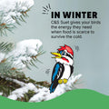 C&S Wild Bird Woodpecker Suet Nuggets Mega Box, 8 Pounds Woodpecker 8 Pound (Pack of 1)