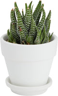 Juvale Mini Terracotta Pots - Pot with Drainage Hole - Versatile Succulent & Herb Planter - Paintable White Planter for Custom Decor - Pack of 12,