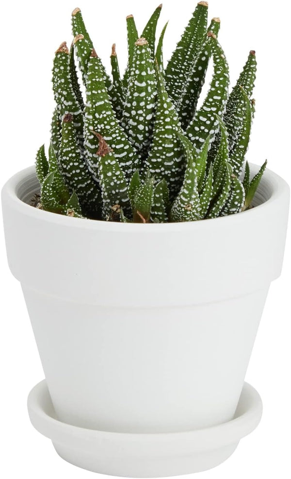 Juvale Mini Terracotta Pots - Pot with Drainage Hole - Versatile Succulent & Herb Planter - Paintable White Planter for Custom Decor - Pack of 12,