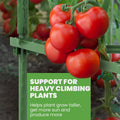 K-Brands Tomato Cage - Tomato Plant Stakes Support Cages, Trellis for Garden & Pots (Tall Upto 68 Inches)