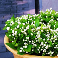 100+ Climbing Jasmine Flower Seeds Fragrant Plant for Planting Garden Home Four Seasons Evergreen Silver Jasmine Garden Balcony Climbing Flower