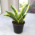 Altman Plants Live Snake Plant (Superba), Approx. 13" Tall, Virtually Indestructible, Easy Succulent Houseplant, 4 in Pot Sansevieria Superba