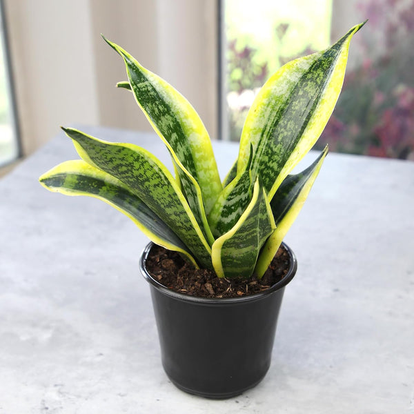 Altman Plants Live Snake Plant (Superba), Approx. 13" Tall, Virtually Indestructible, Easy Succulent Houseplant, 4 in Pot Sansevieria Superba