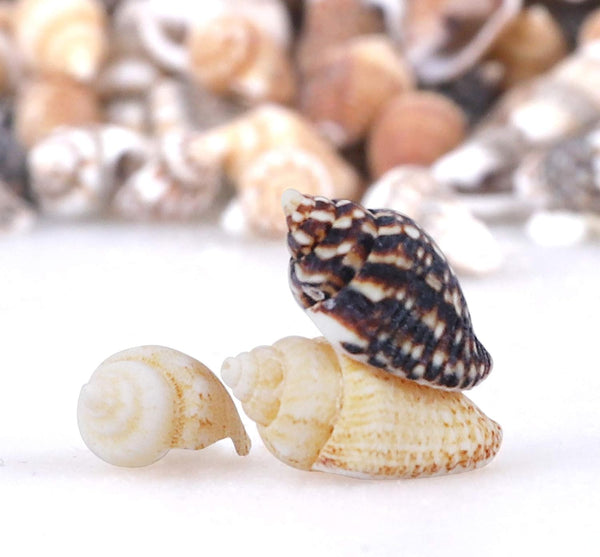 2000 PCS Tiny Mini Small Sea Shells for Crafting Spiral Conch Shells for Crafts Charms for Home Decorations Candle Decor DIY Fish Tank and Beach
