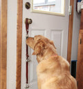 Leather Dog Doorbells to Go Outside, Brass Potty Training Bell Brown Leather Golden Bells
