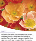 Burpee Wildflower 25,000 Bulk, 1 Bag | 18 Varieties of Non-GMO Flower Seeds Pollinator Garden, Perennial Mix
