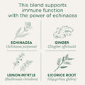 Traditional Medicinals Organic Immune Zoom Lemon Ginger, 16 Tea Bags Immune Zoom Lemon Ginger 16 Count (Pack of 1)