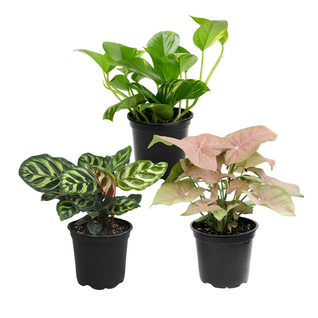 Essential Houseplant Collection (3PK) Live Plants Indoor Plants Live Houseplants in Plant Pots, Easy House Plants Indoor