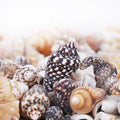 2000 PCS Tiny Mini Small Sea Shells for Crafting Spiral Conch Shells for Crafts Charms for Home Decorations Candle Decor DIY Fish Tank and Beach