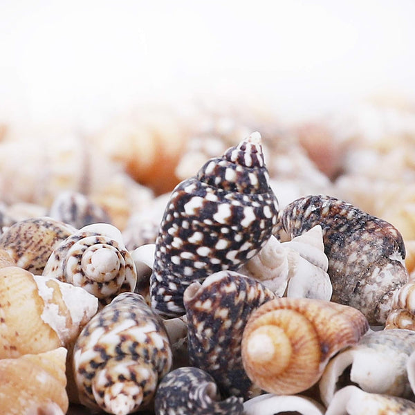 2000 PCS Tiny Mini Small Sea Shells for Crafting Spiral Conch Shells for Crafts Charms for Home Decorations Candle Decor DIY Fish Tank and Beach