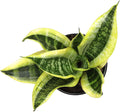 Altman Plants Live Snake Plant (Superba), Approx. 13" Tall, Virtually Indestructible, Easy Succulent Houseplant, 4 in Pot Sansevieria Superba