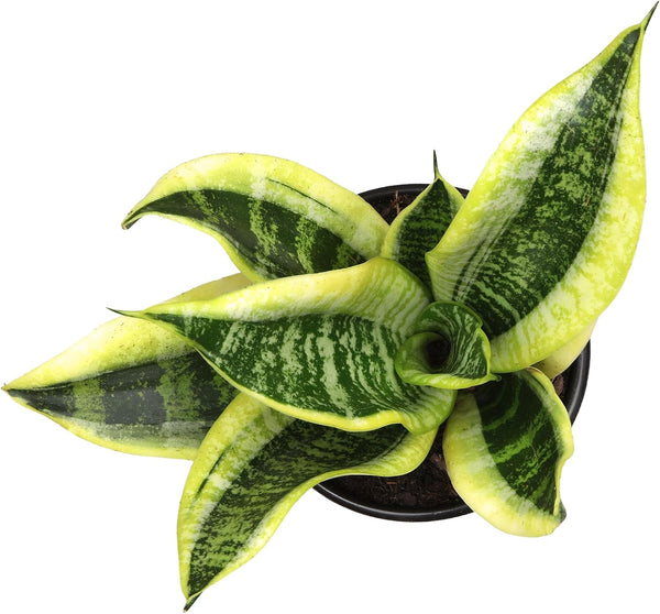 Altman Plants Live Snake Plant (Superba), Approx. 13" Tall, Virtually Indestructible, Easy Succulent Houseplant, 4 in Pot Sansevieria Superba