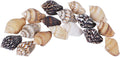 2000 PCS Tiny Mini Small Sea Shells for Crafting Spiral Conch Shells for Crafts Charms for Home Decorations Candle Decor DIY Fish Tank and Beach