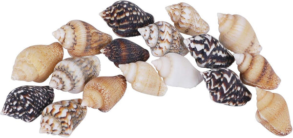 2000 PCS Tiny Mini Small Sea Shells for Crafting Spiral Conch Shells for Crafts Charms for Home Decorations Candle Decor DIY Fish Tank and Beach