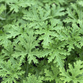 1500 Citronella Plant Seeds Citronella Plant Seeds Home Heirloom Garden Perennial Plant Seeds for Planting