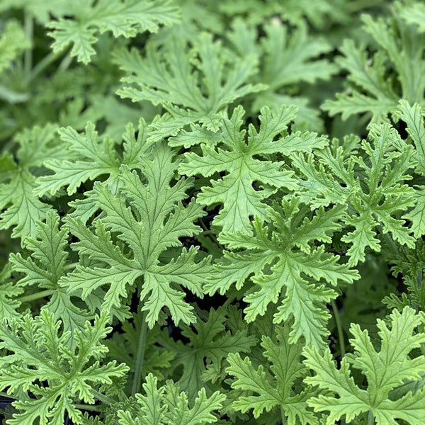 1500 Citronella Plant Seeds Citronella Plant Seeds Home Heirloom Garden Perennial Plant Seeds for Planting