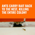 TERRO Liquid Ant Killer Bait Stations, 12-Pack, Indoor Ant Traps, T300B 12 Bait Stations