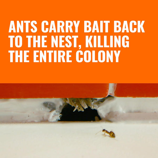 TERRO Liquid Ant Killer Bait Stations, 12-Pack, Indoor Ant Traps, T300B 12 Bait Stations