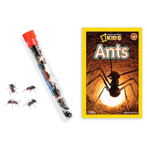 Live Ant Farm Ants (1 Tube of Ants) plus Ant Book- Bundle