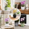 QCQHDU 2 Pack 5.7 Inch Orchid Pots with Holes for Repotting, Double-Layer and Self Watering Orchid Pot with Good Air Circulation Green 2packs 5.7IN