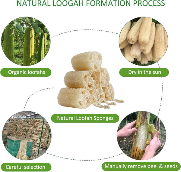 Natural Loofah Sponge Shower Organic Luffa Bath Loofa Exfoliating Body Scrubber Loofah for Men Women Adults Back Face Body Skin SPA Care - 6 Pieces